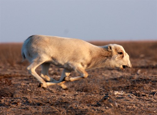 Conserving A Small Group Of Saigas