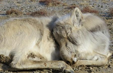saiga lying down