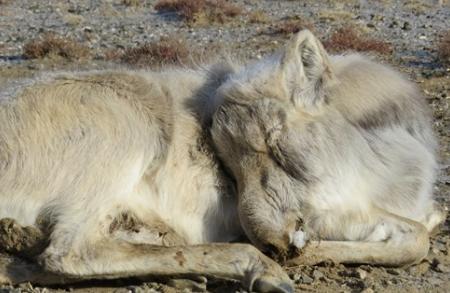 saiga lying down