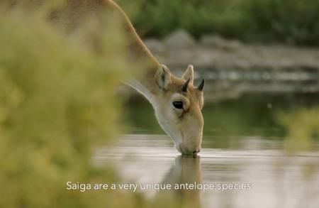 saiga drinking water