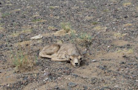 newborn saiga