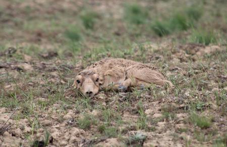 new born saiga