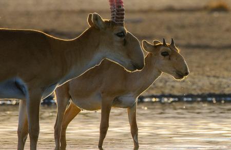 saigas