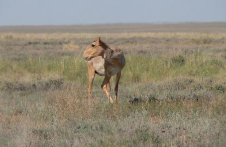 Saiga Female on the Steppe