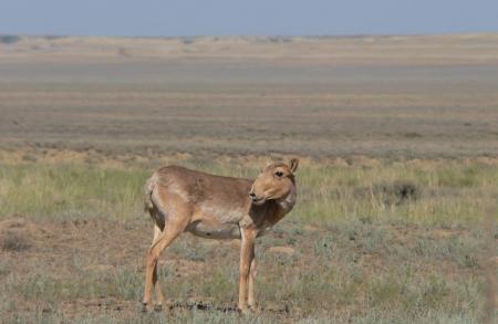 Saiga Female on the Steppe Plateau