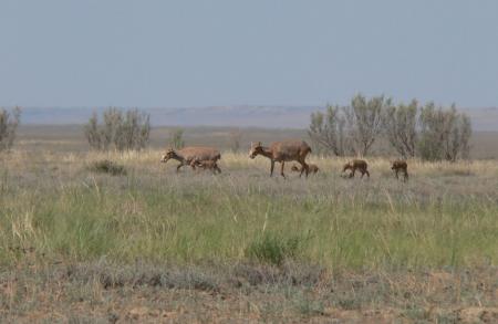 Saiga Females with Calves