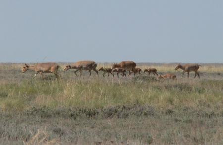 Small Female Saiga Herd