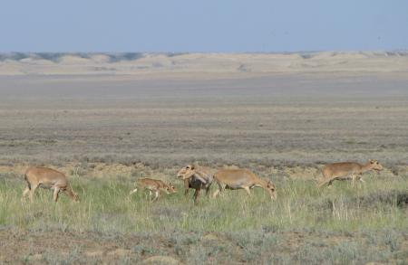 Saiga Herd on the Steppes