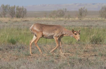 Saiga Female Feeding