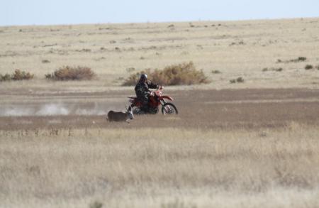 Herding Saiga by Motorbike