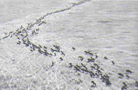 Historic Saiga Aerial Photograph