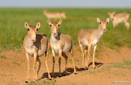 Three Female Saigas