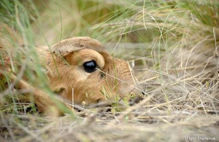 Baby Saiga Hiding in Grass
