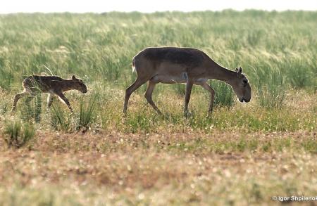 Mother Saiga with Calf