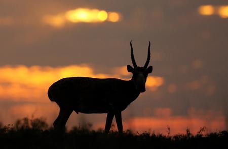 Male Saiga at Sunset