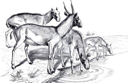 Drawing of Saiga Herd Drinking