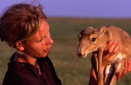 Inspecting a Saiga Calf