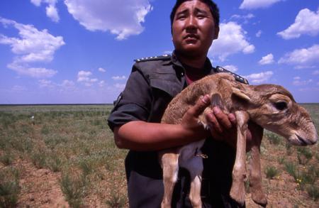 Ranger Holding a Saiga Calf