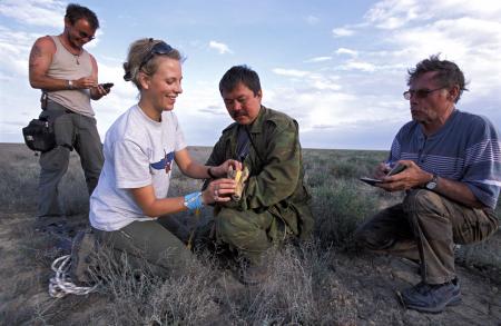 Measuring a Saiga Calf