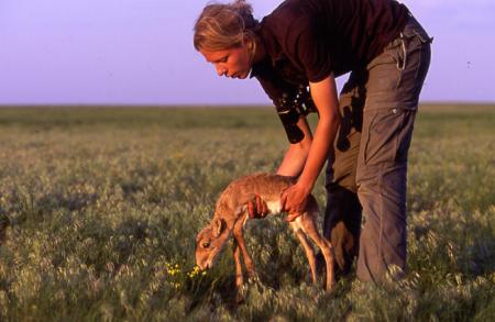 Releasing a Saiga Calf