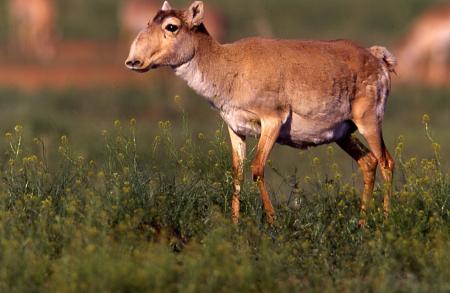 Saiga Female