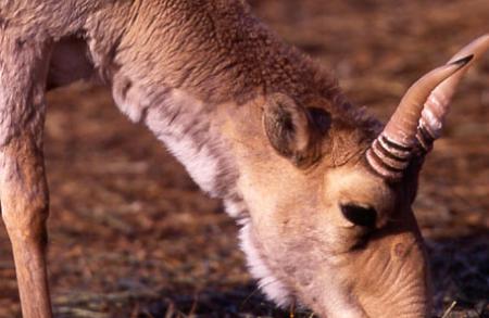 Saiga Male