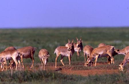 Herd of Grazing Saiga