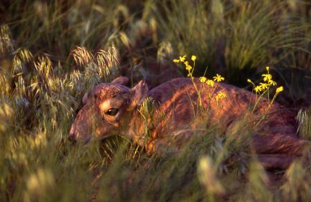 Saiga Calf Lying in the Grass