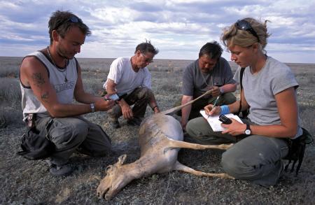 Saiga Carcass