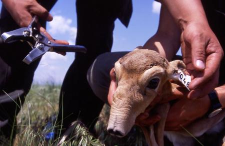 Saiga Calf with Ear Tag