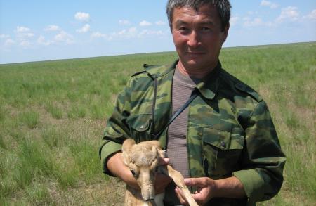 Ranger Holding Saiga Calf