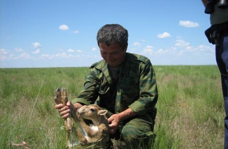 Ranger Weighing a Saiga Calf