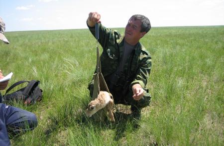 Ranger Weighs a Saiga Calf