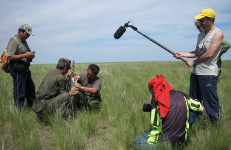 Filming a Saiga Calf Being Measured