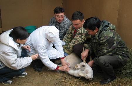 Taking Blood from Male Saiga