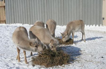 Saigas Feeding at Breeding Centre