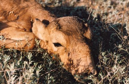 Saiga Calf Close Up