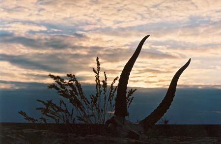 Saiga Horns at Sunset