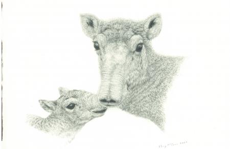 Saiga Mother & Calf Drawing