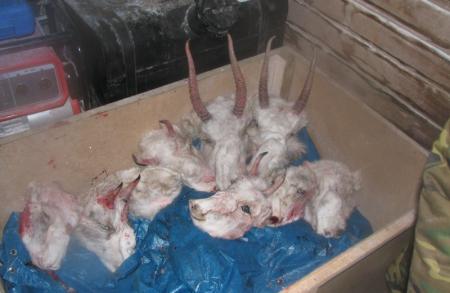 Poached Saiga Heads