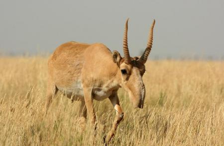 Male Saiga on Dry Steppe