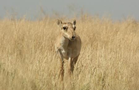 Female Saiga on Dry Steppe