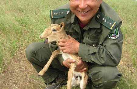 Ranger with Saiga Calf