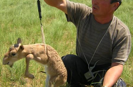 Saiga Calf Being Weighed