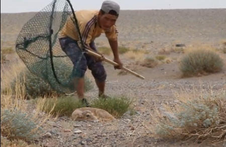 Saiga Calf Capture