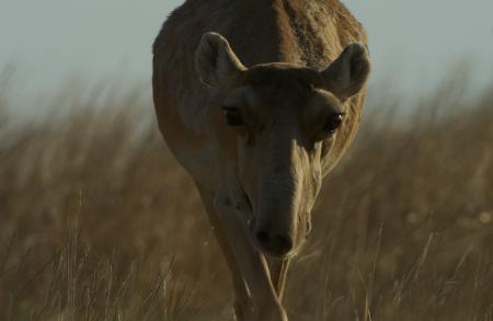 Female Saiga on Steppe