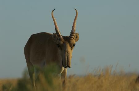 Male Saiga on Steppe