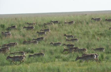 Saiga Herd