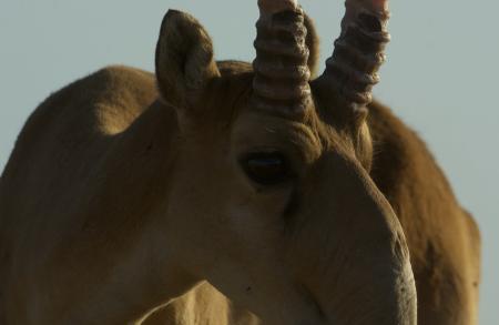 Male Saiga Close-Up