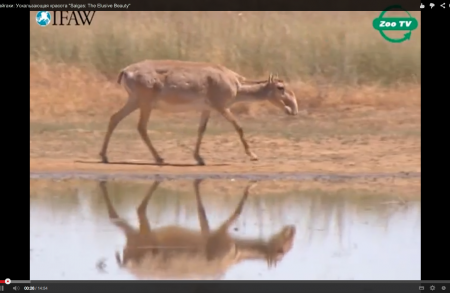 Saigas: Elusive Beauty